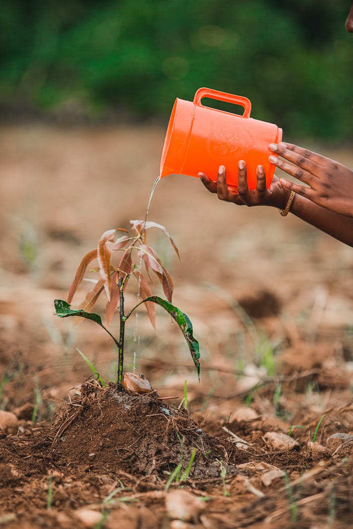 Hands pouring water from an orange pitcher onto a young plant outdoors.